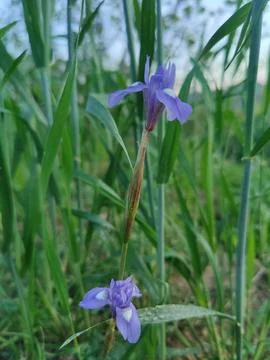 Dwarf iris, Barbary nut or the Moraea sisyrinchium purple flowers Stock Photos