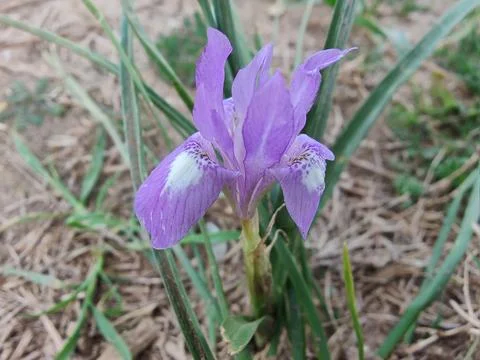 Dwarf iris, Barbary nut or the Moraea sisyrinchium purple flowers Stock Photos