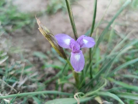 Dwarf iris, Barbary nut or the Moraea sisyrinchium purple flowers Stock Photos