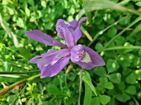 Dwarf iris, Barbary nut or the Moraea sisyrinchium purple flowers Stock Photos