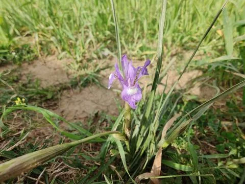 Dwarf iris, Barbary nut or the Moraea sisyrinchium purple flowers Stock Photos
