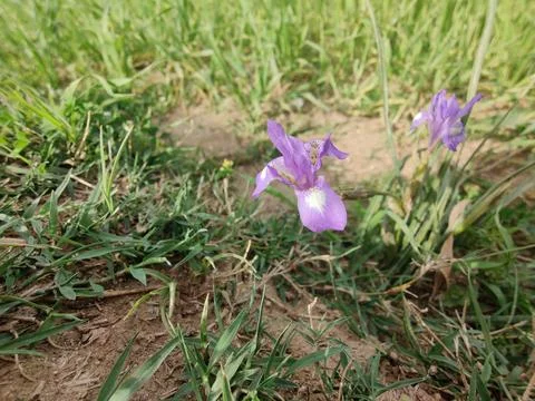 Dwarf iris, Barbary nut or the Moraea sisyrinchium purple flowers Stock Photos
