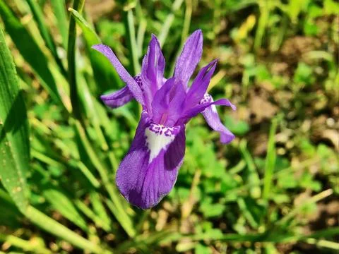 Dwarf iris, Barbary nut or the Moraea sisyrinchium purple flowers Stock Photos