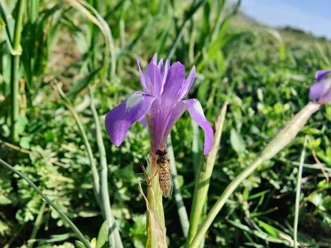 Dwarf iris, Barbary nut or the Moraea sisyrinchium purple flowers Stock Photos