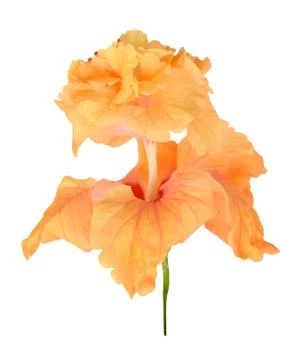 Dwarf iris flower Stock Photos