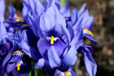 Dwarf Iris flowers in full bloom. Botanical name Iris pumila. Stock Photos