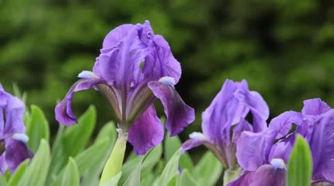 Dwarf iris (Iris pumila) Stock Footage 14003231