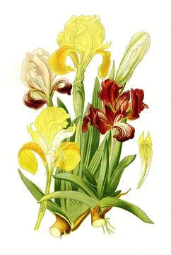 Dwarf Iris Iris Pumila pygmy iris Dwarf Iris historical digially restored Stock Illustration