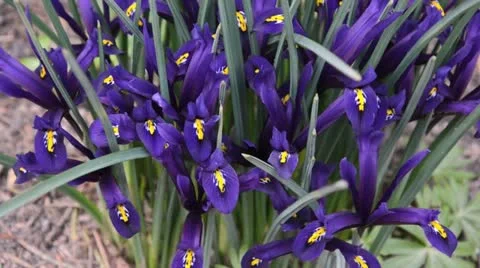Dwarf iris (Iris reticulata) Stock Footage 13796196