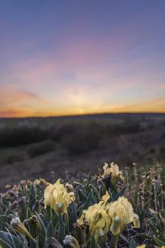 Dwarf iris in Pusty kopec u Konic near Znojmo, Southern Moravia, Czech Republ Foto stock