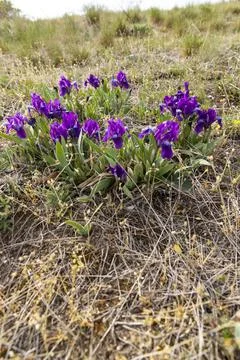 Dwarf iris in Pusty kopec u Konic near Znojmo, Southern Moravia, Czech Republ Stock Photos