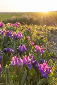 Dwarf iris in Pusty kopec u Konic near Znojmo, Southern Moravia, Czech Republ Stock Photos