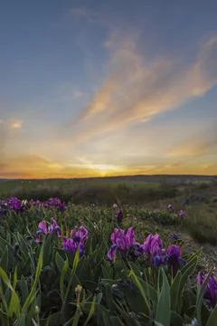 Dwarf iris in Pusty kopec u Konic near Znojmo, Southern Moravia, Czech Republ Foto stock