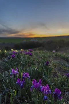 Dwarf iris in Pusty kopec u Konic near Znojmo, Southern Moravia, Czech Republ Stock Photos