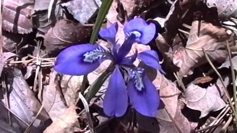 Dwarf Iris With White And Blue Patterns In Leafy Forest Stock Footage 311870345