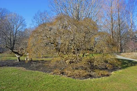 Dwarf Japanese Maple Tree in Deep Cut Garden -01 Stock Photos