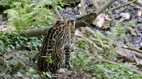 Dwarf leopard (Leopardus pardalis) or ocelot in Nahuatl mexican language Stock Footage 11431982