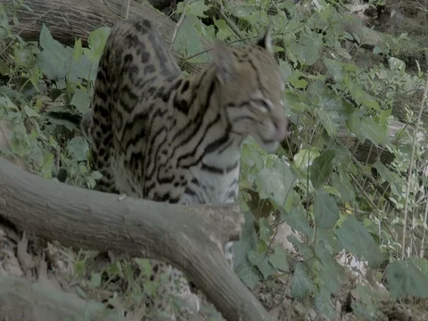 Dwarf leopard (Leopardus pardalis) or ocelot in Nahuatl mexican language Stock Footage 74537655