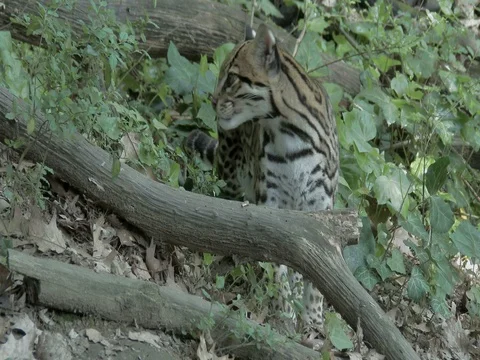 Dwarf leopard (Leopardus pardalis) or ocelot in Nahuatl mexican language 動画素材 74537806