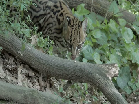 Dwarf leopard (Leopardus pardalis) or ocelot in Nahuatl mexican language Stock Footage 74696626
