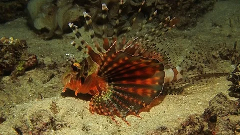 A dwarf lion fish lying on the sandy bottom Video stock 120064199