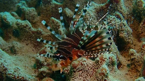Dwarf lionfish Stock Footage 112037345