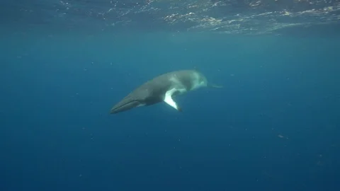 Dwarf Minke Whale - Great Barrier Reef - Approaching head on then turning Stock Footage