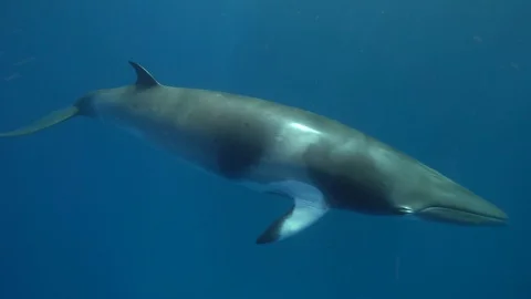 Dwarf Minke Whale - Great Barrier Reef - passes slowly and opens pectoral fin Stock Footage