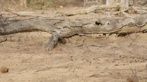 Dwarf mongoose concealed beneath fallen tree trunk in Kruger National Park 库存影片 348788299