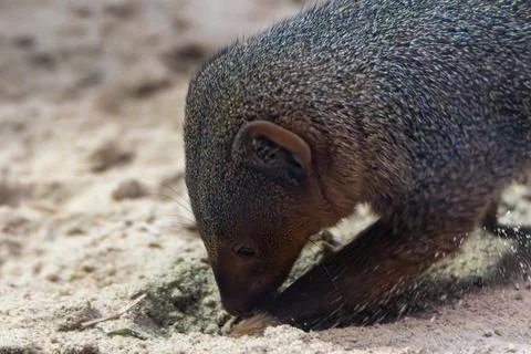 A dwarf mongoose digs intensively in the sand with its snout and paws. Stock Photos
