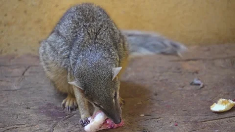 A dwarf mongoose eating Stock Footage 271203130