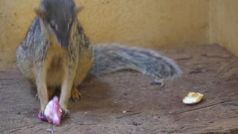 A dwarf mongoose eating Stock Footage 271208317
