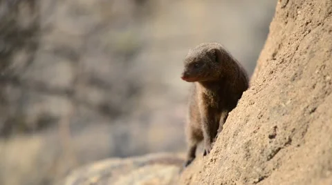 Dwarf Mongoose 스톡 동영상 43056681