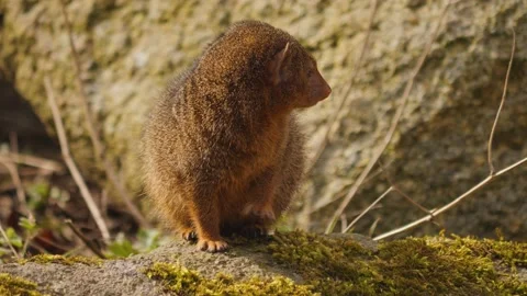 A dwarf mongoose  Stock Footage 238984896