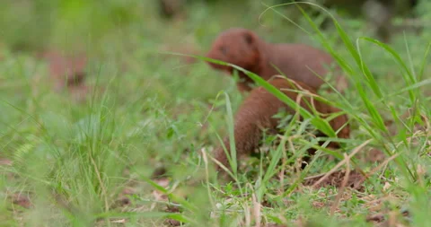 Dwarf Mongoose foraging and scratching in green vegetation Video stock 314780027