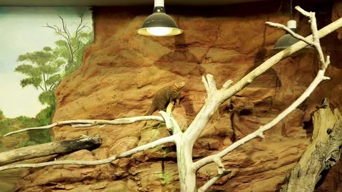 A dwarf mongoose at a glass enclosure in Budapest Stock Footage 239365423