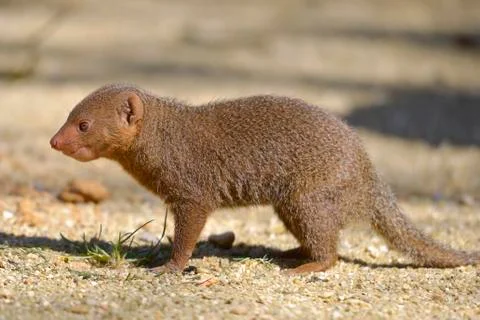 Dwarf mongoose on ground Stock Photos