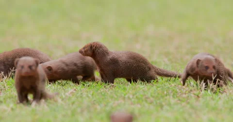 Dwarf Mongoose group alert and moving about on green grass Stock Footage 314779942