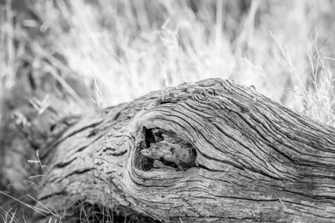 Dwarf mongoose hiding in a fallen tree. Stock Photos