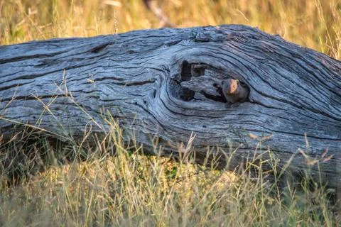 A Dwarf mongoose hiding in the tree. Foto stock