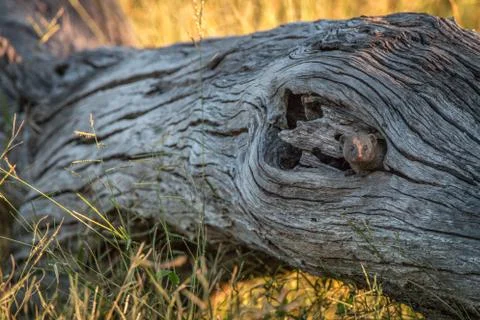 A Dwarf mongoose hiding in the tree. Stock Photos