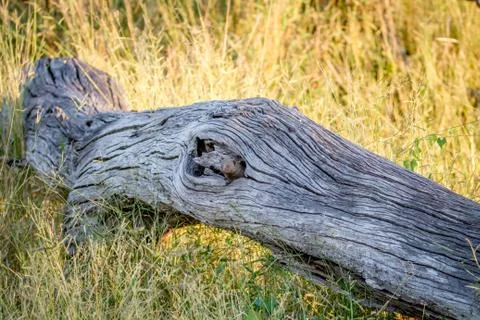 Dwarf mongoose hiding in a tree trunk. Stock Photos