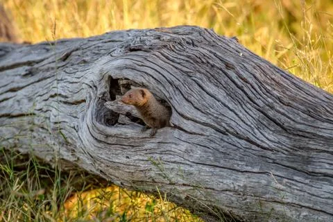 Dwarf mongoose hiding in a tree trunk. Stock Photos