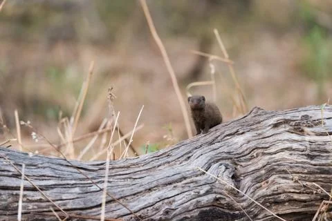 Dwarf Mongoose on log Stock Photos