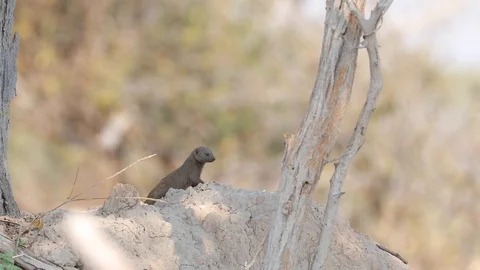 Dwarf Mongoose on look out in Botswana Stock Footage 113965541