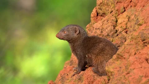 Dwarf mongoose perched on a red termite mound in the wild Stock-Footage 341329526