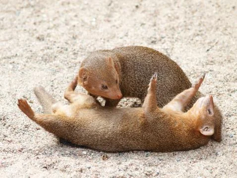 Dwarf mongoose Stock Photos