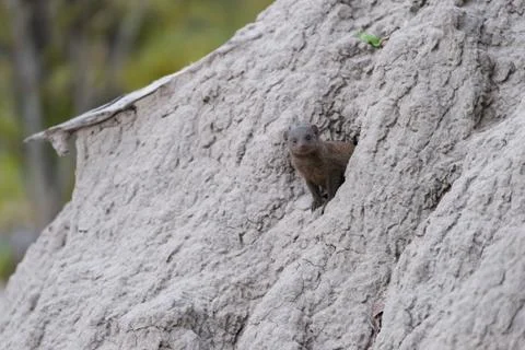 Dwarf Mongoose Stock Photos