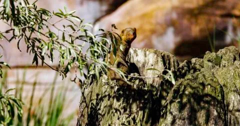 Dwarf mongoose Stock-Fotos