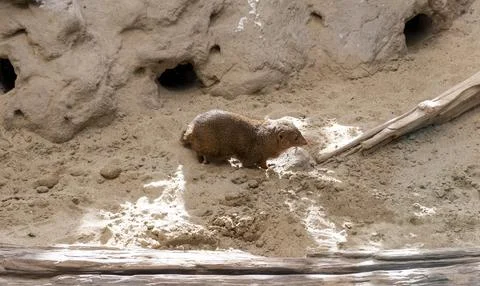 Dwarf mongoose Stock Photos